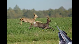 DOUBLE DE CHEVREUIL  Chasse en Bretagne 2020 [upl. by Garret]