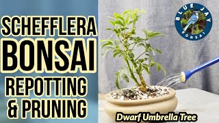 Schefflera Bonsai Repotting amp Pruning Dwarf Umbrella Tree Bonsai [upl. by Salene]