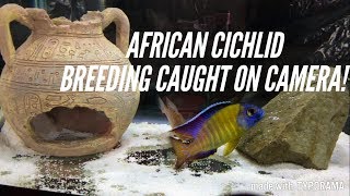 African Cichlids Breeding  The 3 Stages  Caught In The Act [upl. by Jocelyne]