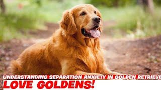 Understanding Separation Anxiety in Golden Retrievers [upl. by Leveridge]