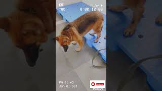 GSD VS SIBERIAN HUSKY 🚨⚠️ viral shorts gsd siberianhusky doglover dog fighting vs power [upl. by Topliffe328]