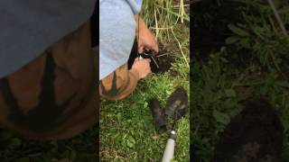 Replace a rainbird sprinkler head [upl. by Nylarac34]