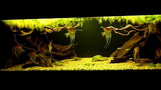 amazon biotope aquarium2 [upl. by Rosanne]