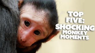 Top 5 Most SHOCKING Monkey Moments  Nature Bites [upl. by Aihtebat207]