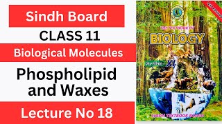 Phospholipids and Waxes Class 11 Chp1 Biological Molecules  Sindh text book board [upl. by Sher38]