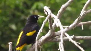 Oropéndola Cacicus cela  Parque Nacional del Manú Perú [upl. by Ardella]