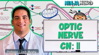 Neurology  Optic Nerve  Cranial Nerve II Visual Pathway and Lesions [upl. by Maxma466]