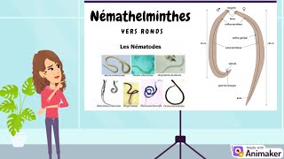 Zoologie  Les Némathelminthes Vers Ronds [upl. by Loralyn]