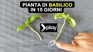 PIANTA DI BASILICO IN 15 GIORNI moltiplicazione per talea semplicissima [upl. by Milson]