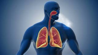 Learn about Respiratory System in 2 minutes [upl. by Iht]