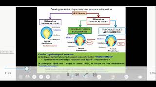 séance 1 Biologie animale INVERTEBRES Introduction et embranchement des protozoaires [upl. by Anitsahs991]