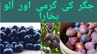 Aalu Bukhara ke Fayde  Prune juice Benefits [upl. by Anilag]