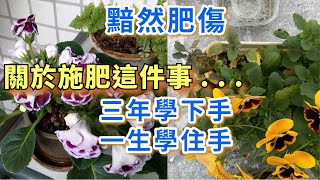 又又又肥傷了，兩個施肥心得。 [upl. by Ahsaekal613]