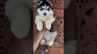 Siberian Husky Blue Eyes Puppy [upl. by Mariano]