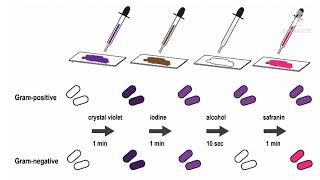 Gram positive and gram negative bacteria tamil pharmaceutical microbiology [upl. by Dunton]