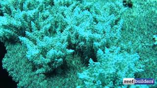 Mutant Table Acropora [upl. by Attalanta]