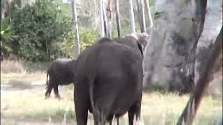 Kilimanjaro Safaris 2004 5 8 elephant [upl. by Moyer]