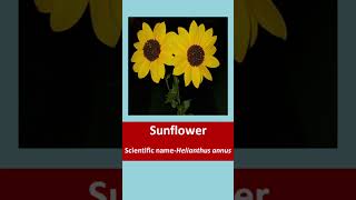 SunflowerScientific nameHelianthus annusTaxonomic hierarchytaxonomyexplorebiology2024 [upl. by Aleta]