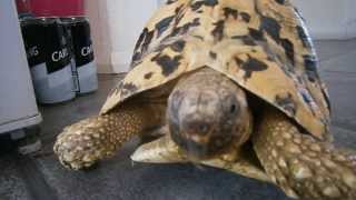 sheldon my leopard tortoise stomping round the house [upl. by Ennasirk]