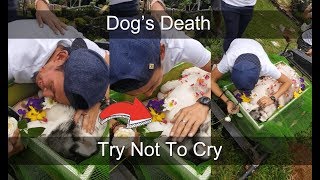 Owner Crying for Dogs Death  Viral Videos 2018 Philippines [upl. by Jen]