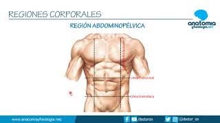 REGIONES CORPORALES  Resúmenes de Anatomía y Fisiología [upl. by Ruperto672]