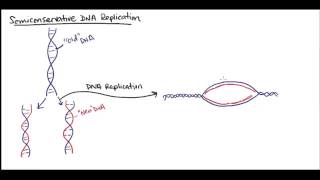 Semiconservative DNA replication [upl. by Laddie]