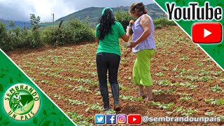 🌱🌱Aprende a Sembrar Caraotas🌱🌱Parte2 [upl. by Eimmot]