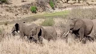 Tarangire national park is home of an elephant 🐘 [upl. by Nnairol]