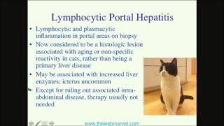 Feline Cholangitis — An Overlooked Disease [upl. by Eednak]