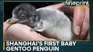 Rare Gentoo penguin among baby penguins born at Shanghais ocean park  WION Fineprint [upl. by Baylor958]