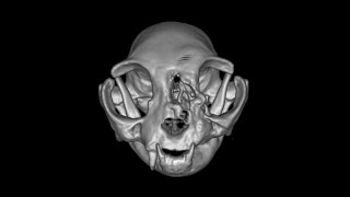 Chronic Rhinosinusitis in Cats  Case [upl. by Ecirehc]