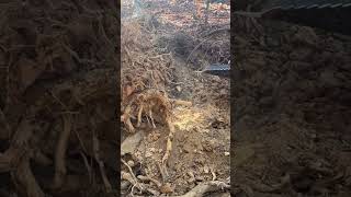 Stump removal with stump bucket tractor stumpbucketkiotitractordirtnorthga [upl. by Rome781]