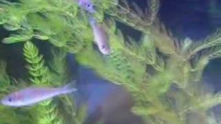 Cyprichromis leptosoma quotMpulunguquot mating [upl. by Celinka]