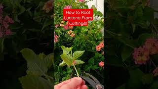 How to Root Lantana From Cuttings Click Below for Full video👇👇 [upl. by Silado238]