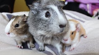 Meerschweinchen Babys von Trüffel  Die Meeries [upl. by Araet304]