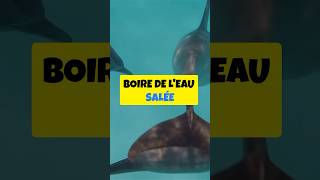 Pourquoi les Animaux Marins Boivent lEau Salée  MystèreAnimal CuriositéScientifique MindCurio [upl. by Amund]