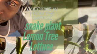 Lemon Tree  snake plant amp regrown living butter lettuce garage update [upl. by Hajidak]