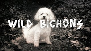 Wild Bichons [upl. by Deni]