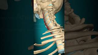 Longus colli muscle action Vertebral column lateral flexion muscle anatomy [upl. by Yvel42]