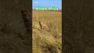 Wildest Africa Safari The big five safari wildlife travel short [upl. by Eelytsirk880]