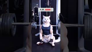 The Real Difference Between Fat and Muscular Cats for Beginners [upl. by Ianej]