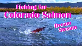 Salmon in Colorado Kokanee Salmon in the Dream Stream flyfishing how to [upl. by Roselane]