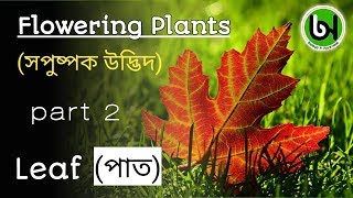 Flowering plantsstructure and function of leafin assamese [upl. by Paza]