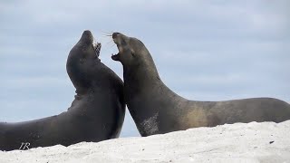 Sea lions fighting  Galápagos [upl. by Layod701]