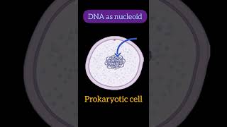 Eukaryotic Vs Prokaryotic cell trending biology yt youtubeshorts biology 10th 12thneet [upl. by Anayad]