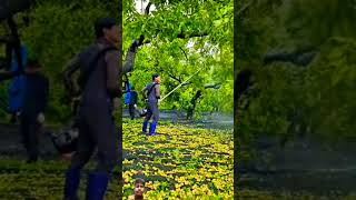 Watch This lf you Have A Bad day Harvest Ziziphus jujuba Mill fruit shorts video [upl. by Chaudoin]