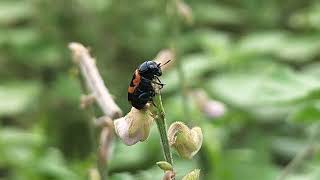 Bean Beetle selyan1980 [upl. by Ordep]