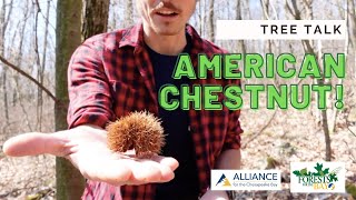 Tree Talk American Chestnut [upl. by Antonina]