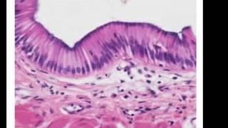 Epithelial Histology Review [upl. by Odnamra]