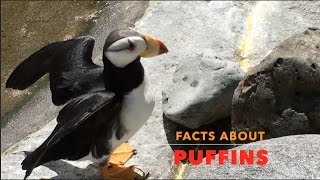 PUFFIN FACTS FOR KIDS  Natures cutest sea bird a video for toddlers amp babies [upl. by Arikahs951]